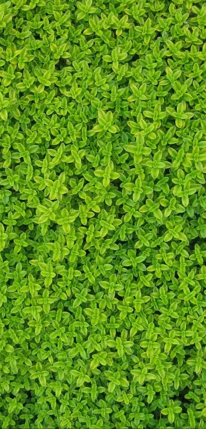 Lush green leaves creating a vibrant, foliage-filled phone wallpaper.