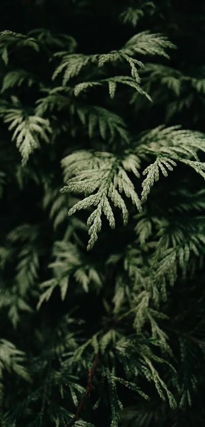 Dense green foliage wallpaper with elegant leafy patterns.