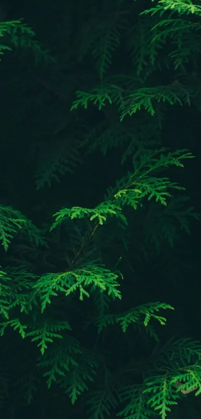 Lush green foliage with dark background.