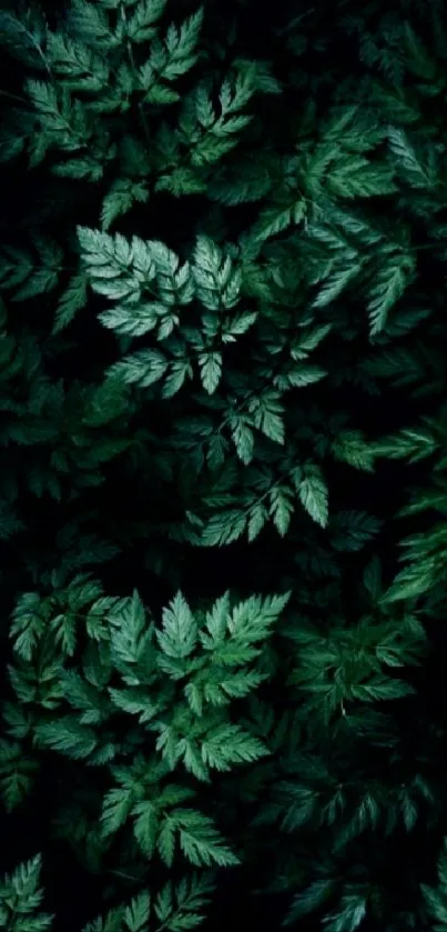 Dark green leafy foliage mobile wallpaper.