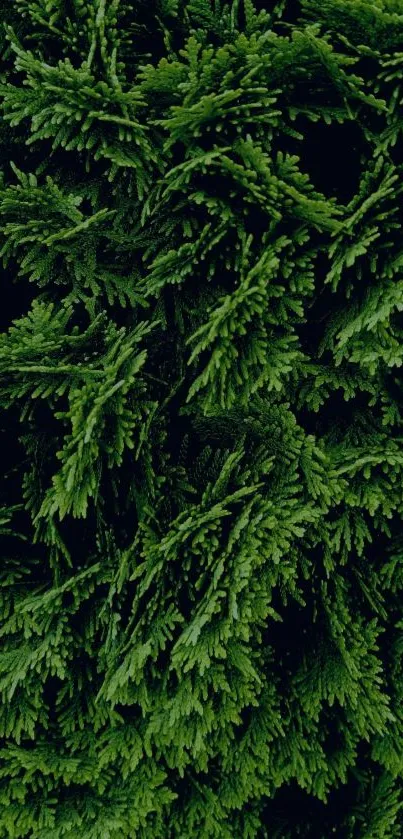 Lush green foliage close-up mobile wallpaper.