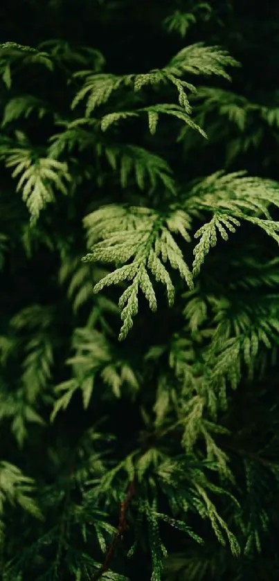 Lush green foliage with detailed leaves creates a serene, natural wallpaper background.