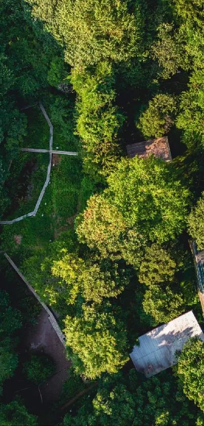 Aerial view of lush green forest with pathways and clearings.