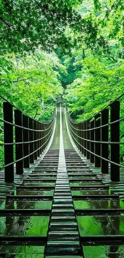 Serene wooden bridge in lush green forest wallpaper.