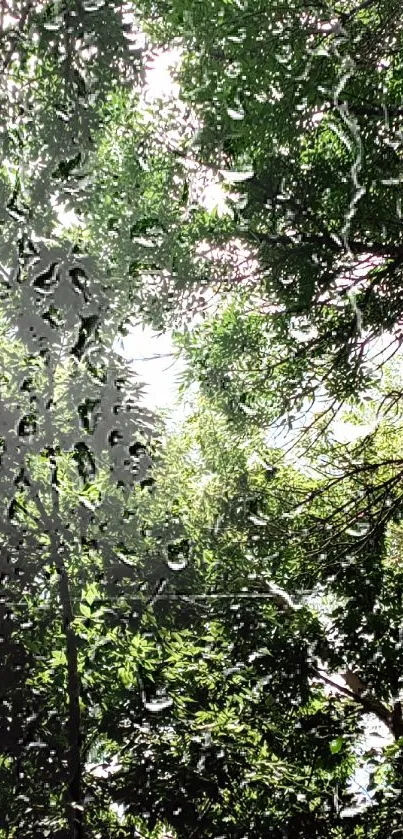 Lush forest canopy with vibrant green leaves and filtered sunlight.