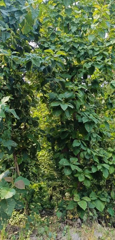 Dense forest with vibrant green leaves and foliage.