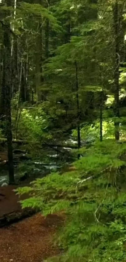 A lush green forest with a serene path.