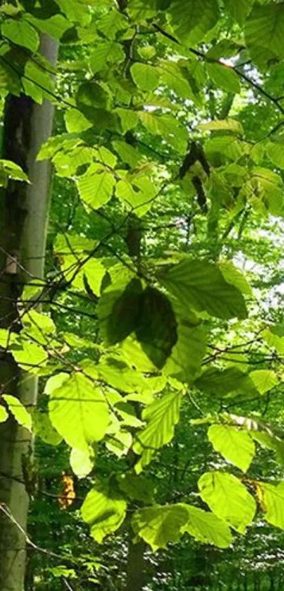 Vibrant green leaves in a lush forest setting, capturing nature's tranquility.