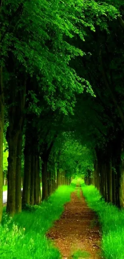 Serene forest path with lush green trees and vibrant foliage.