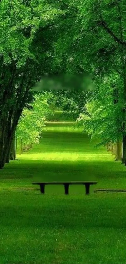 Lush green forest pathway in a tranquil setting, perfect for mobile wallpaper.