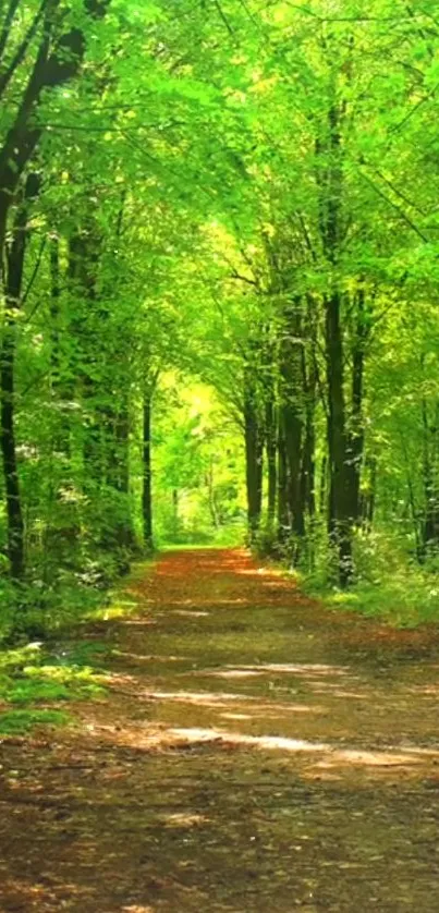 Vibrant forest pathway with lush green trees