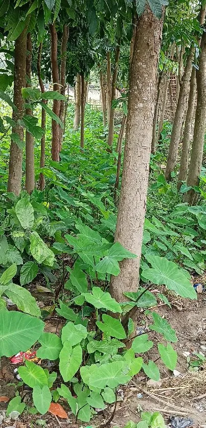 Lush green forest pathway with vibrant foliage.