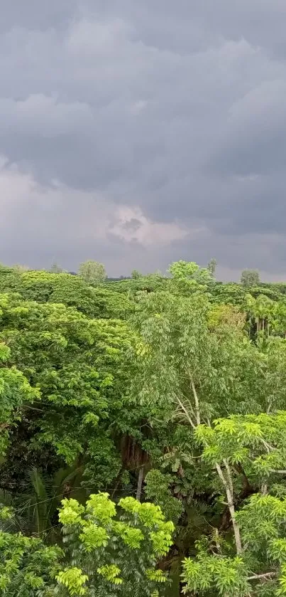 Lush green forest under a dramatic cloudy sky, perfect for a mobile wallpaper.