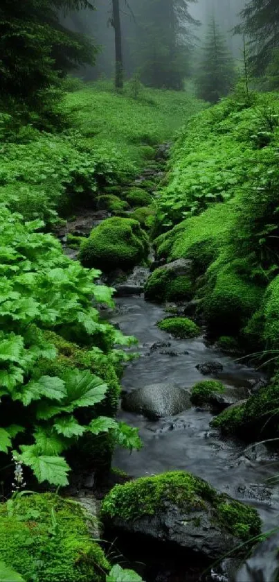 Green forest stream flowing through lush vegetation.