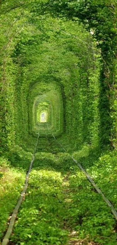 Lush green tunnel of trees with railway tracks.