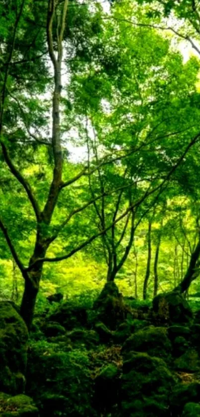 Lush green forest mobile wallpaper with vibrant trees and serene atmosphere.