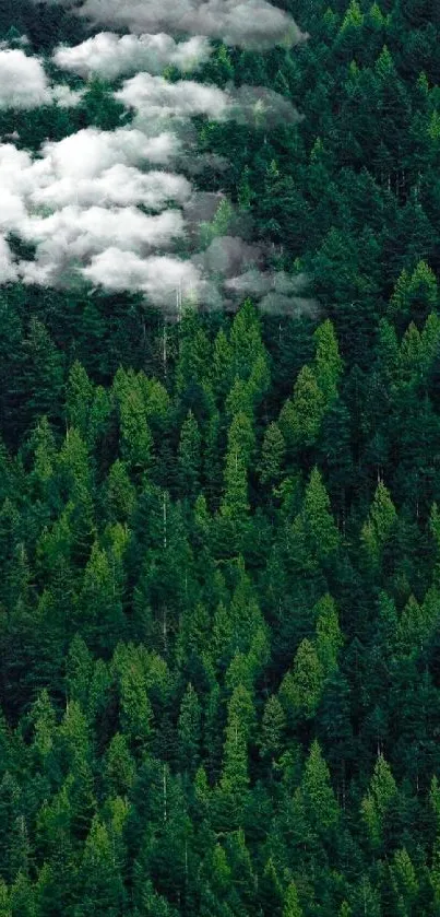 Dense green forest canopy wallpaper with lush trees.