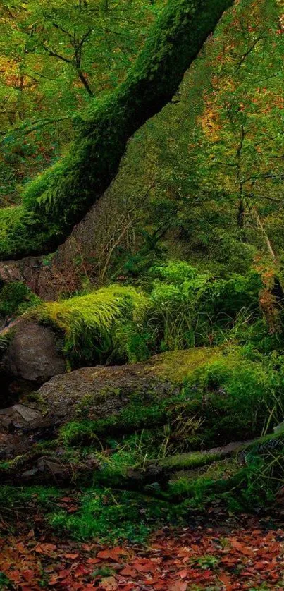 Mobile wallpaper featuring lush green forest with mossy trees and vibrant foliage.