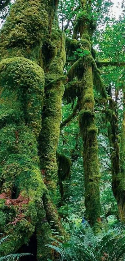 Lush green forest full of tall trees and rich foliage.