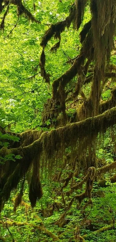 Lush green forest with mossy branches.