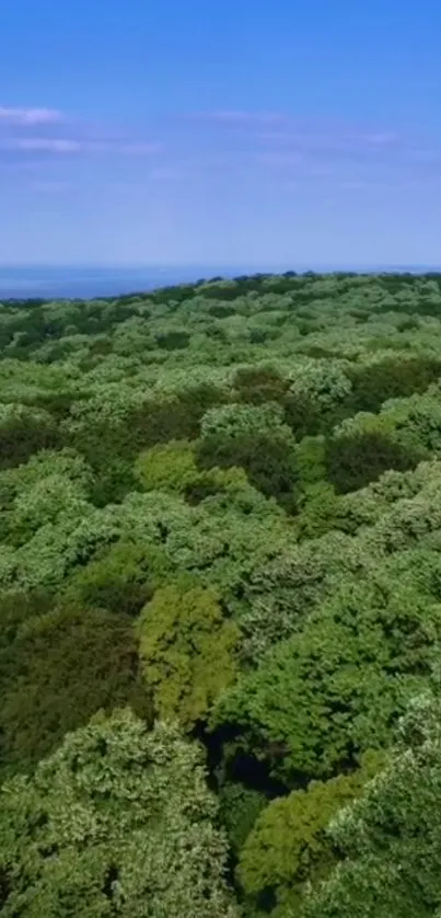 Aerial view of a lush green forest with blue sky.