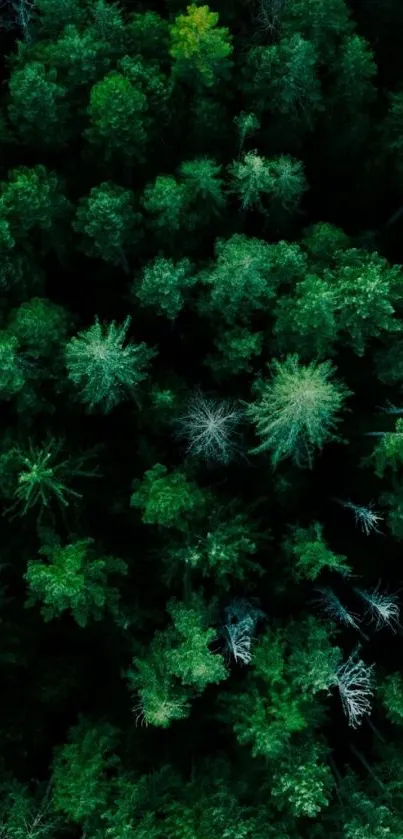 Aerial view of a lush green forest as a phone wallpaper.