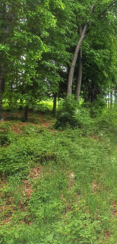 Mobile wallpaper of a lush green forest with vibrant trees.