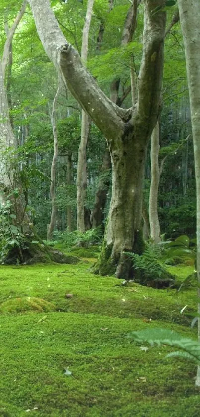 Lush green forest with vibrant moss and tall trees in a serene setting.