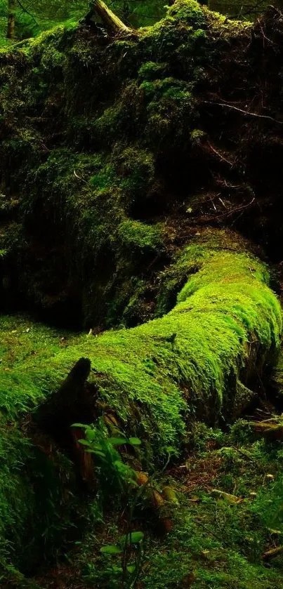 A serene forest with a moss-covered fallen tree, rich in green hues.