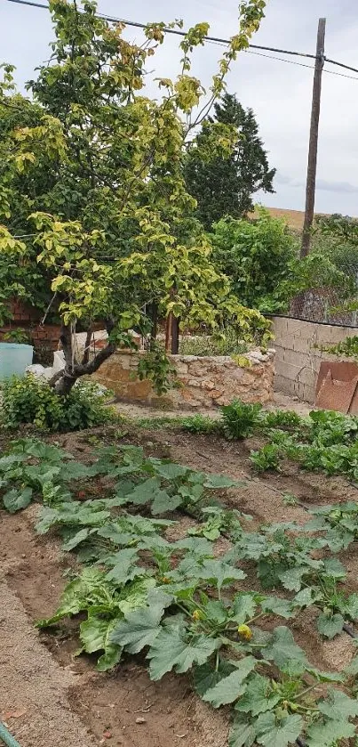 Lush garden with leafy greens and a vibrant outdoor ambience.