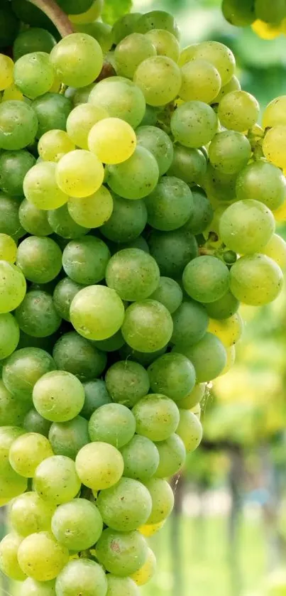 Cluster of green grapes hanging in the vineyard.