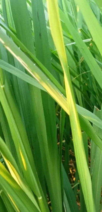 Lush green grass close-up for mobile wallpaper.