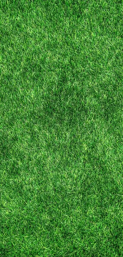 Vibrant green grass wallpaper for mobile phone.