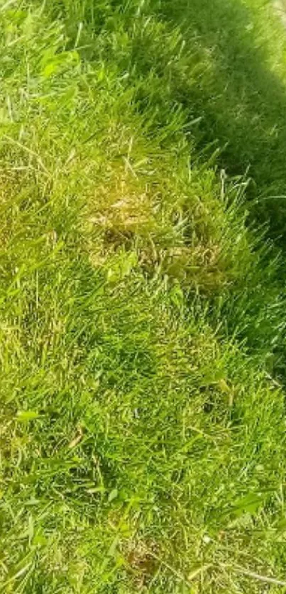 Mobile wallpaper of lush green grass under the sun.