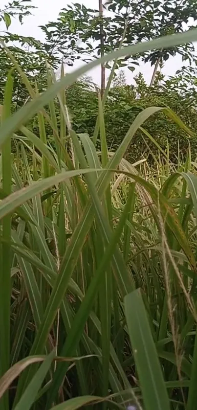 Lush green grass and foliage in serene nature scene.