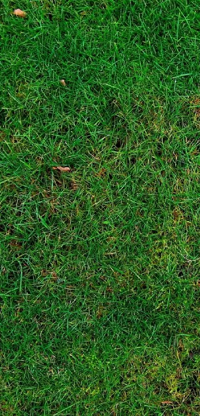 Green grass background for mobile wallpaper.