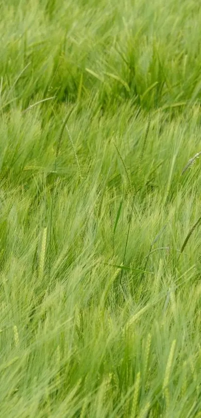 Mobile wallpaper featuring lush green grass field.