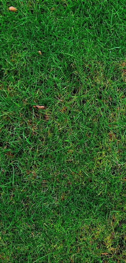 Lush green grass texture wallpaper for mobile screens.