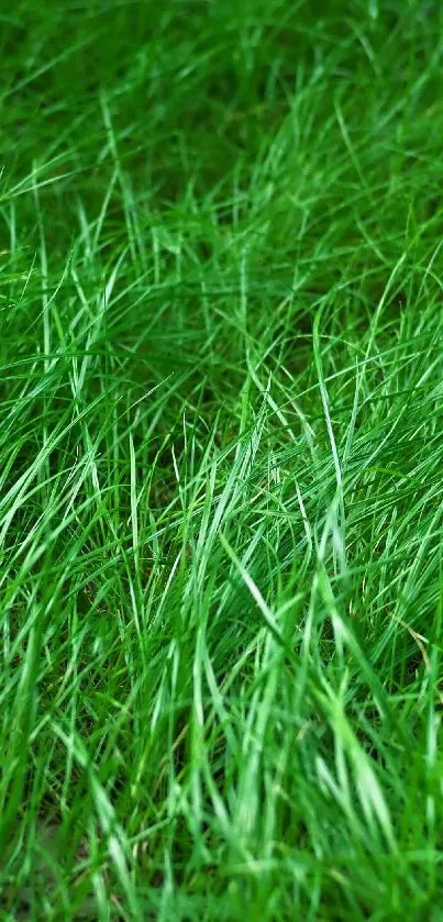 Close-up of lush green grass blades creating a natural texture.