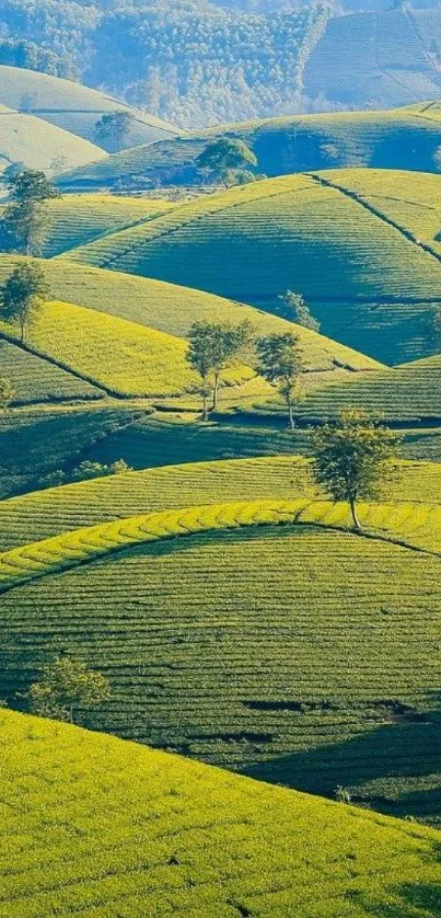 Mobile wallpaper featuring lush green hills under sunlight.