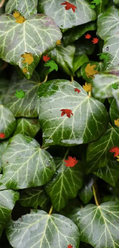 Vibrant green ivy leaves with colorful autumn accents.