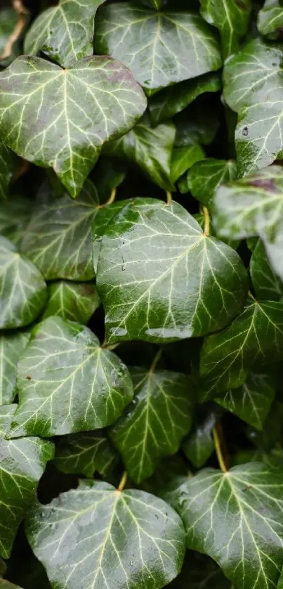 Lush green ivy leaves creating a serene mobile wallpaper background.