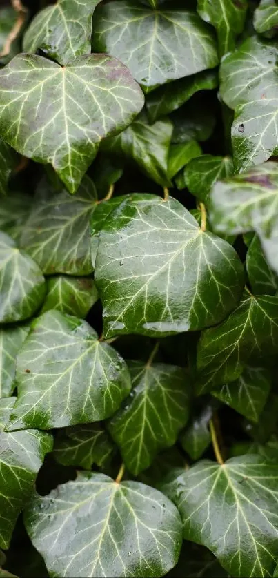 Lush green ivy leaves covering the screen in a natural wallpaper design.