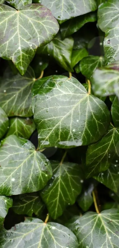 Mobile wallpaper with lush green ivy leaves.