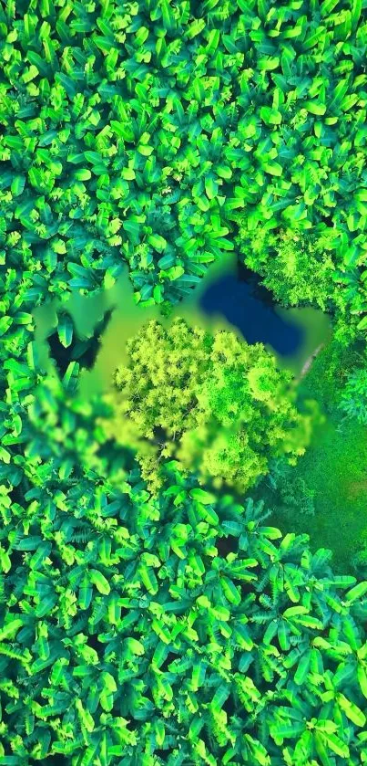 Aerial view of lush green jungle with dense foliage and vibrant trees.