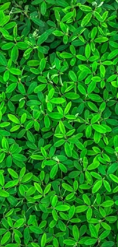 Vibrant green leaves wallpaper for mobile.