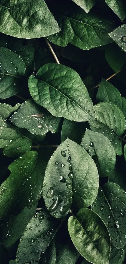 Lush green leaves with raindrops mobile wallpaper.