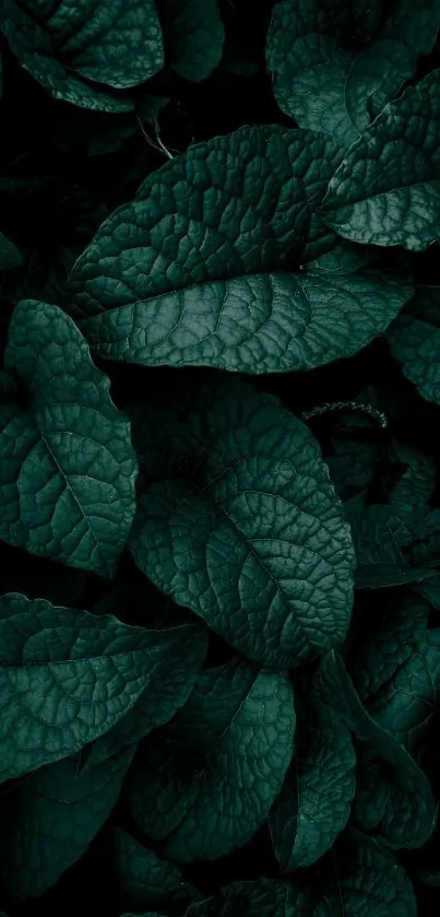 Lush dark green leaf wallpaper for phones.