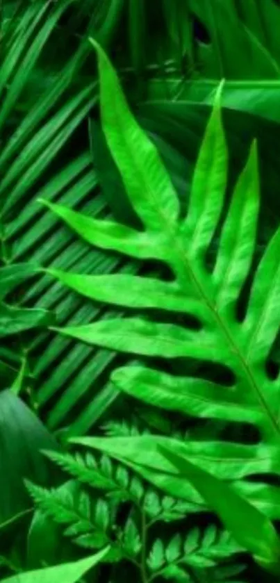 Vibrant green leaf wallpaper for mobile devices.