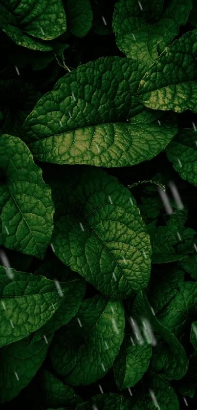 Dark green leaf pattern mobile wallpaper.